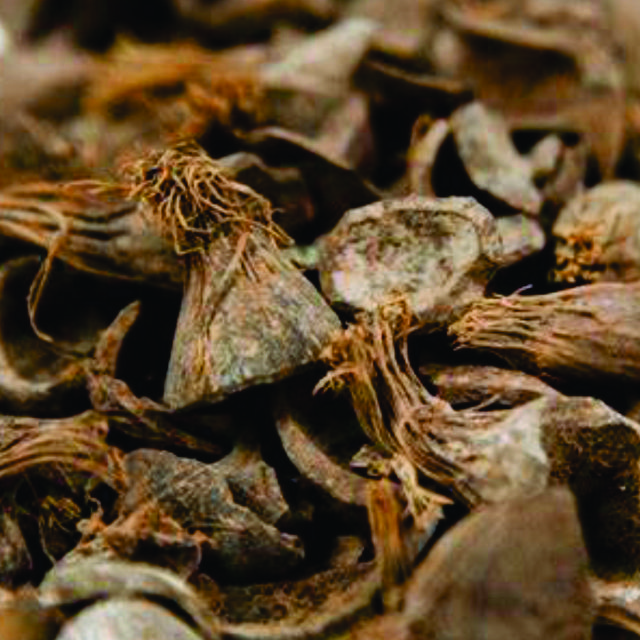 Palm Kernel Shell ( PKS for Biofuel)