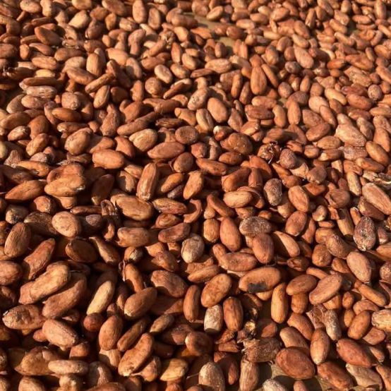 Cocoa Beans ( Premium Quality)