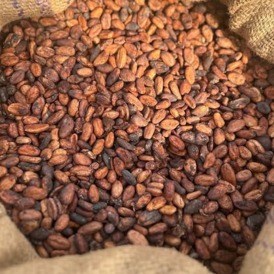 Cocoa Beans ( Premium Quality)