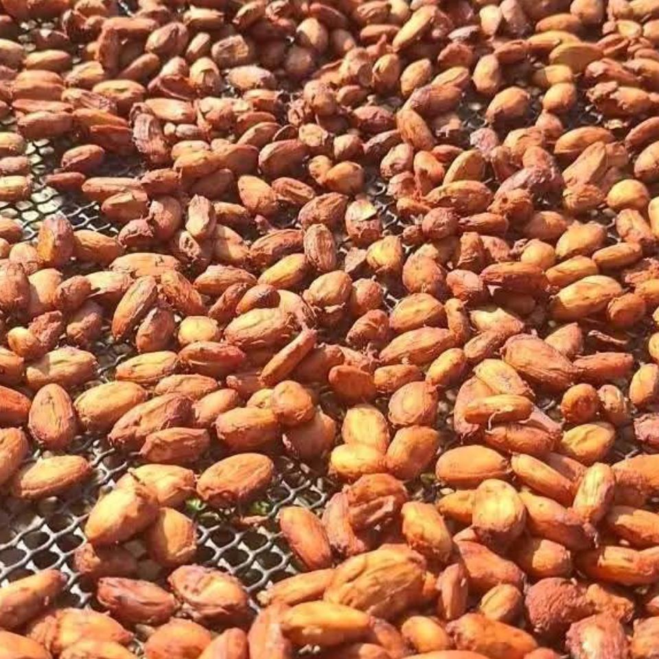 Cocoa Beans ( Premium Quality)