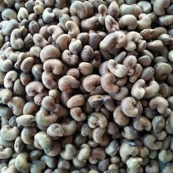 Raw Cashew Nuts ( Premium Grade)