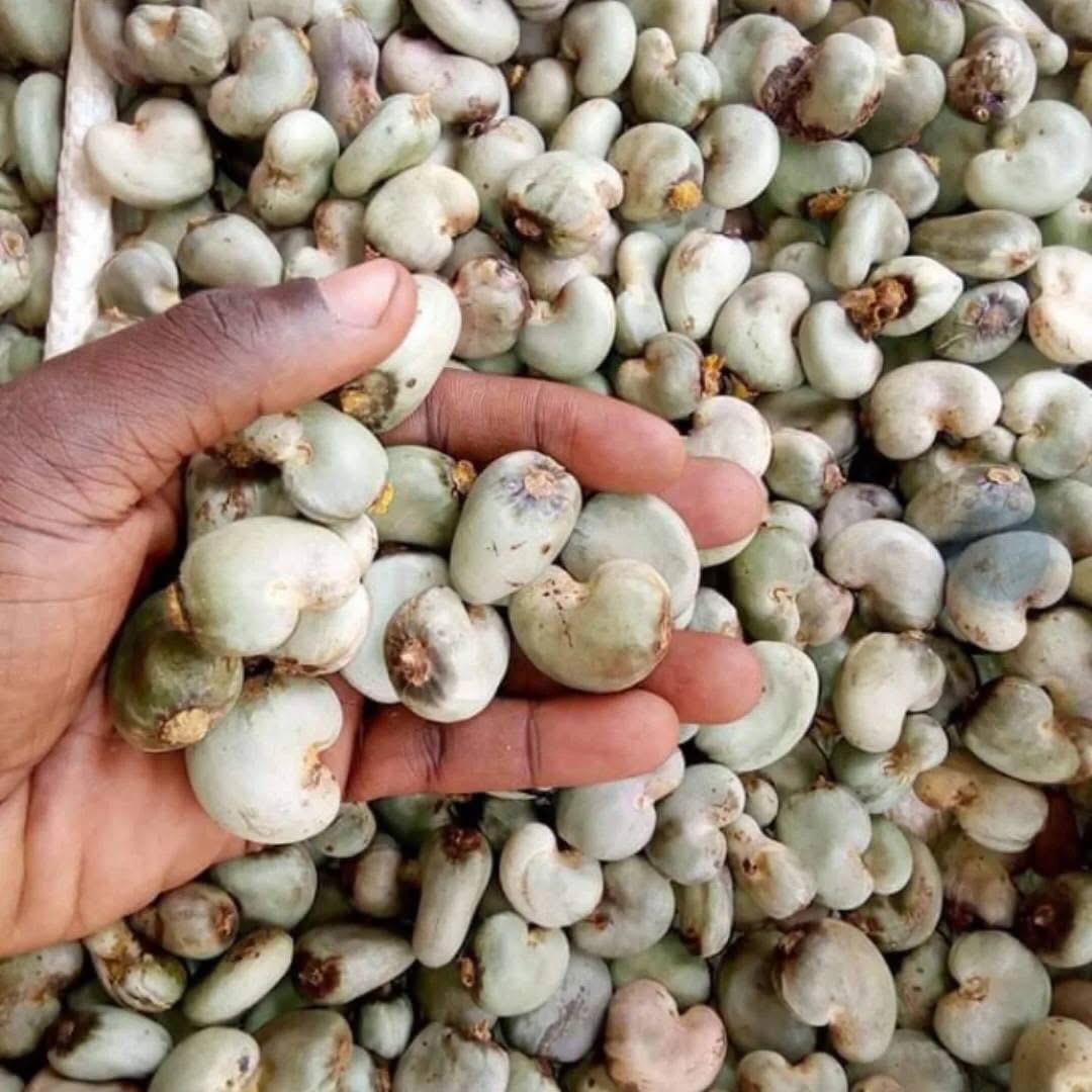 Raw Cashew Nuts ( Premium Grade)