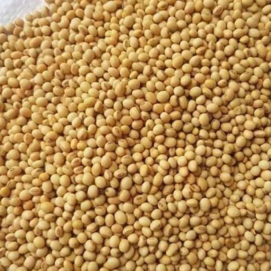 Soybeans (Premium Grade)