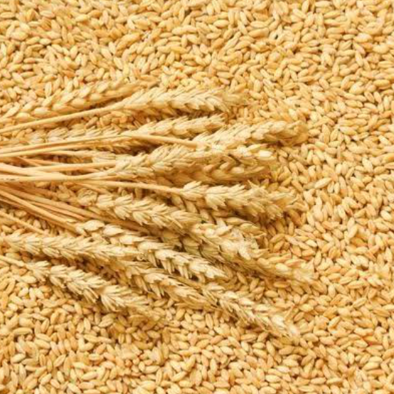 Wheat (Premium Grade)