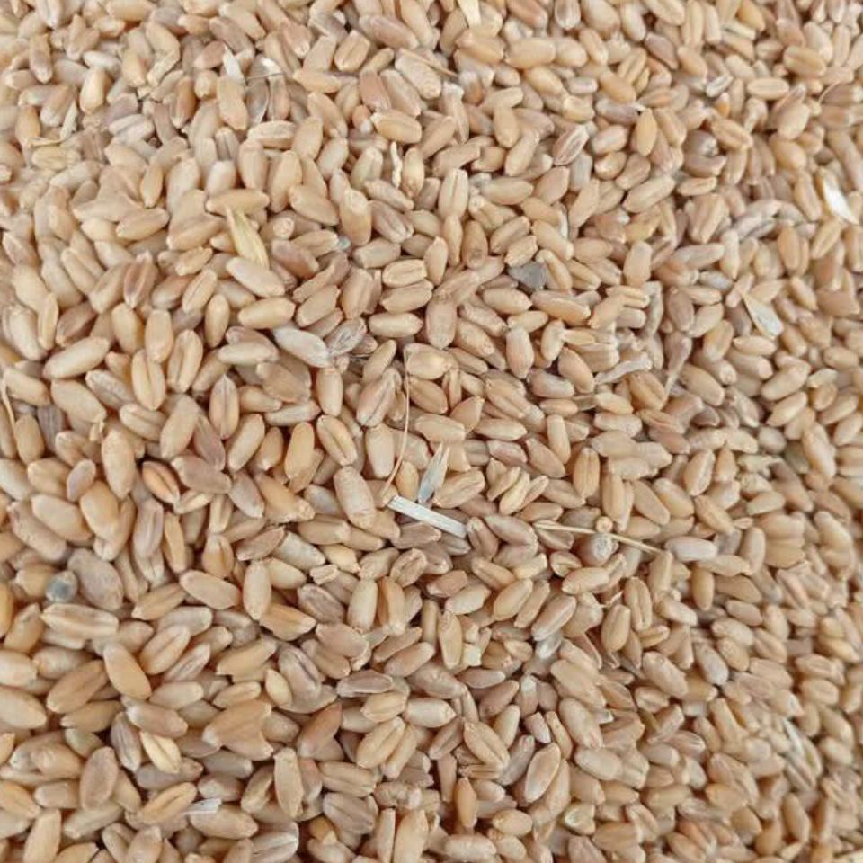Wheat (Premium Grade)