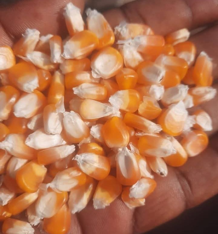 White And Yellow Corn (Premium Grade)