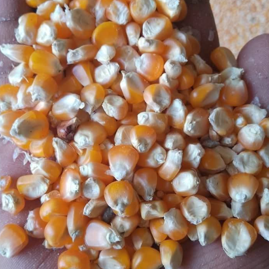 White And Yellow Corn (Premium Grade)