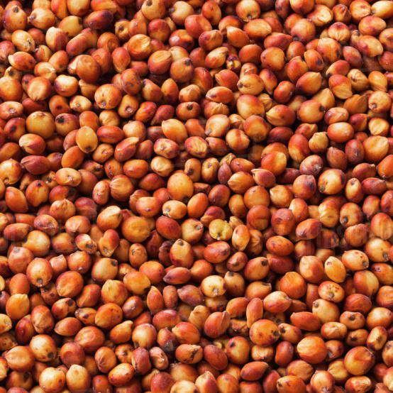 White And Red Sorghum