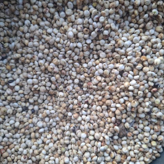 White And Red Sorghum