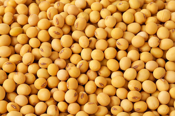 Soya Beans