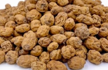 Tiger Nut
